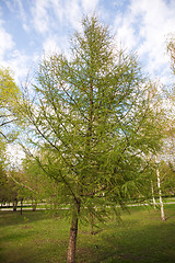 Image showing City park landscape