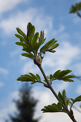 Image showing Rowan buds