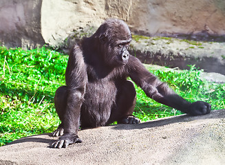 Image showing Gorilla