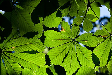 Image showing Leaves background