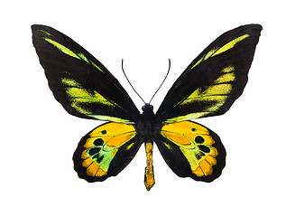 Image showing Butterfly Rothschild's Birdwing