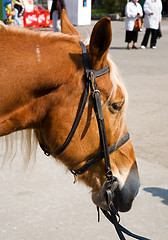 Image showing Horse portrait