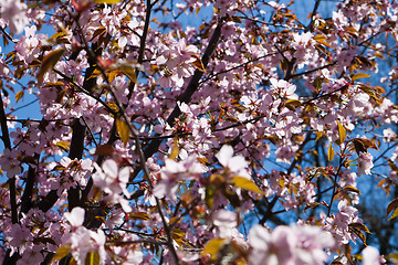 Image showing Cherry blossom