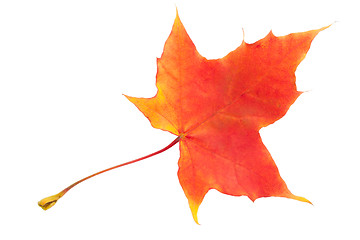 Image showing Maple leaf