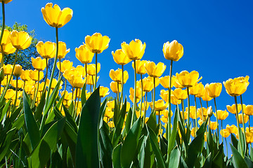 Image showing Tulip flowers