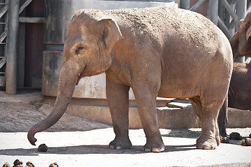 Image showing Elephant