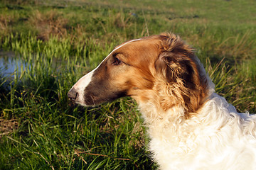 Image showing young borzoi dog