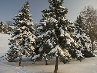 Image showing Winter time - beauty in nature