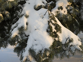 Image showing Winter time - beauty in nature