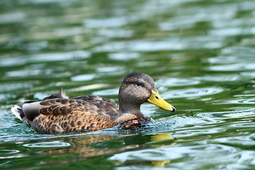 Image showing anas platyrhynchos on water surface