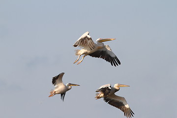 Image showing beautiful birds in flight