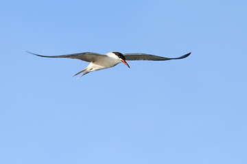 Image showing beautiful common tern