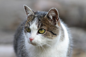 Image showing beautiful cat portrait