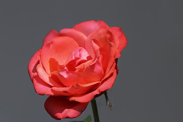 Image showing beautiful red rose on grey background