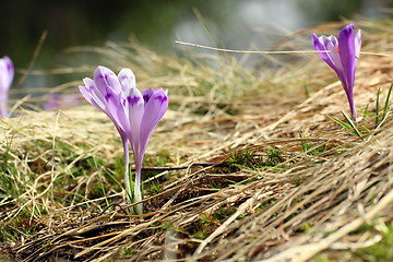 Image showing beautiful wild flower crocus sativus
