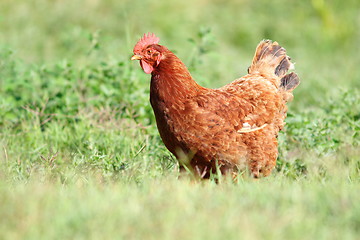 Image showing big hen in the green turf