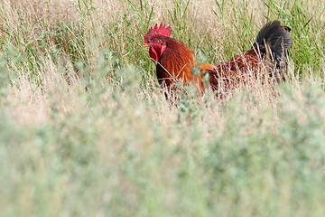 Image showing big rooster hiding in the grass