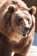 Image showing Bear