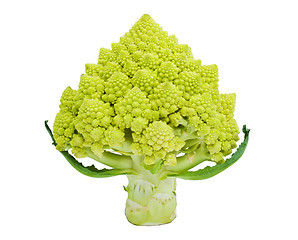 Image showing Romanesco broccoli