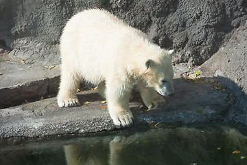 Image showing Polar bear