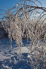 Image showing Winter forest