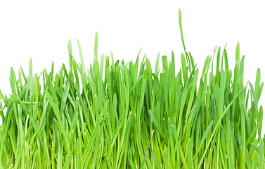 Image showing Green grass