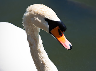 Image showing White swan