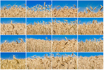 Image showing Wheat field