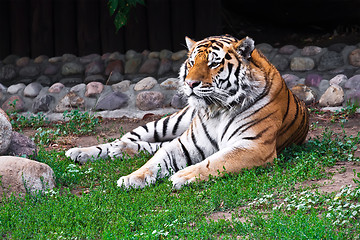 Image showing Tiger