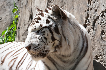 Image showing White Tiger