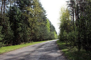 Image showing summer landscape with green forest and pines