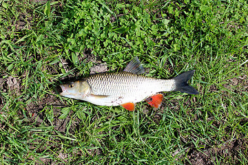 Image showing Beautiful caught chub