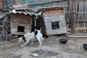 Image showing dog on a chain eating near the kennel