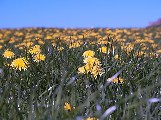 Image showing Dandelions