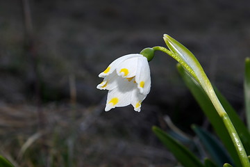 Image showing Snowdrop flower