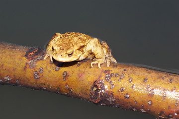 Image showing frog resting on stick