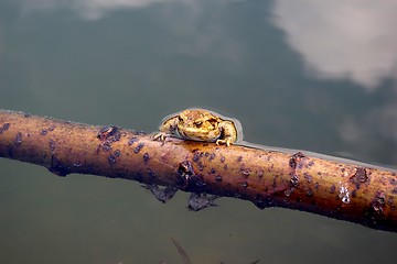 Image showing frog resting