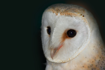 Image showing Barn Owl