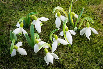 Image showing The first flowers - snowdrops on the background of green moss