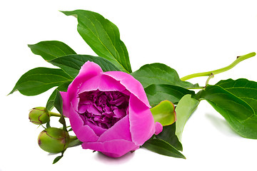 Image showing Flowers and flower buds of peonies at white background.