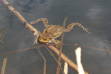 Image showing frog