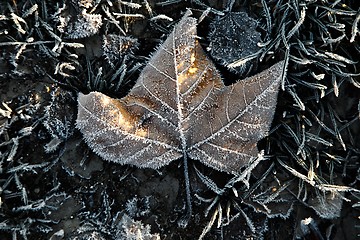 Image showing Frozen leaf