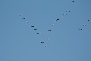 Image showing Geese Flying