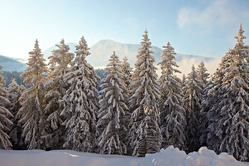 Image showing Winter Landscape