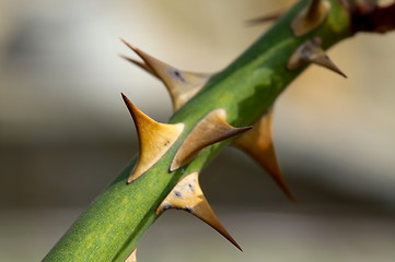 Image showing Thorns