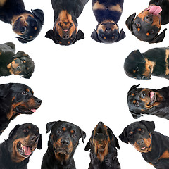 Image showing rottweilers