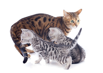 Image showing bengal kitten and mother