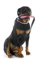 Image showing rottweiler and leash