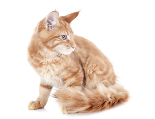 Image showing maine coon kitten