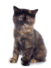 Image showing Exotic Shorthair kitten